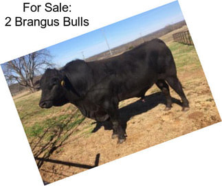For Sale: 2 Brangus Bulls