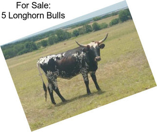 For Sale: 5 Longhorn Bulls