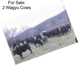 For Sale: 2 Wagyu Cows