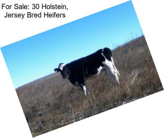 For Sale: 30 Holstein, Jersey Bred Heifers