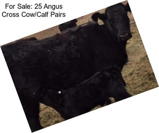 For Sale: 25 Angus Cross Cow/Calf Pairs