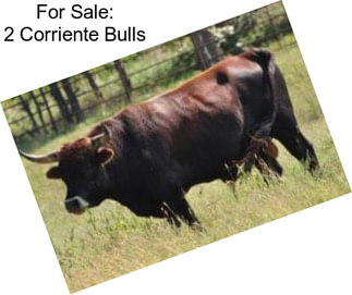 For Sale: 2 Corriente Bulls