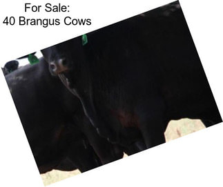 For Sale: 40 Brangus Cows