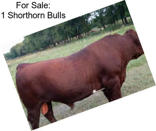 For Sale: 1 Shorthorn Bulls