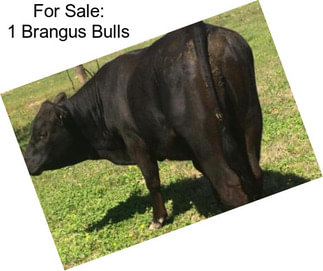 For Sale: 1 Brangus Bulls