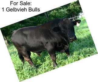 For Sale: 1 Gelbvieh Bulls