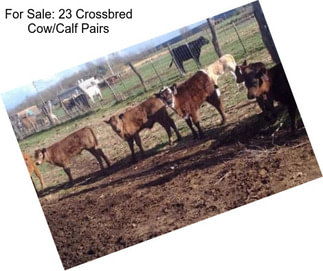 For Sale: 23 Crossbred Cow/Calf Pairs