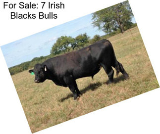 For Sale: 7 Irish Blacks Bulls