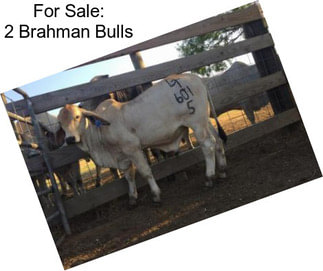 For Sale: 2 Brahman Bulls