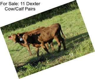 For Sale: 11 Dexter Cow/Calf Pairs