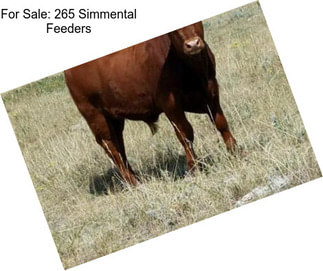 For Sale: 265 Simmental Feeders