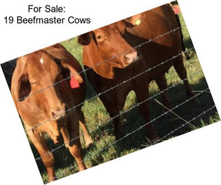 For Sale: 19 Beefmaster Cows