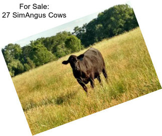 For Sale: 27 SimAngus Cows