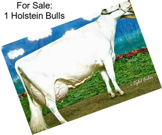 For Sale: 1 Holstein Bulls