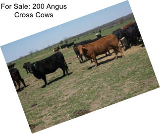 For Sale: 200 Angus Cross Cows