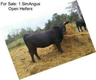 For Sale: 1 SimAngus Open Heifers