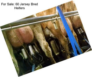 For Sale: 60 Jersey Bred Heifers