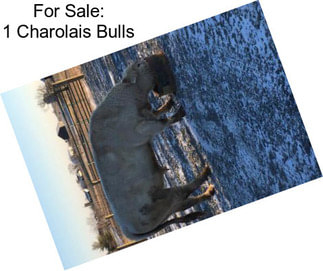 For Sale: 1 Charolais Bulls