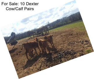 For Sale: 10 Dexter Cow/Calf Pairs