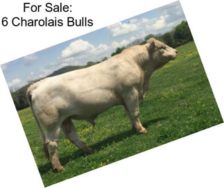 For Sale: 6 Charolais Bulls