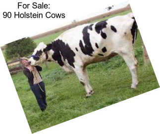 For Sale: 90 Holstein Cows