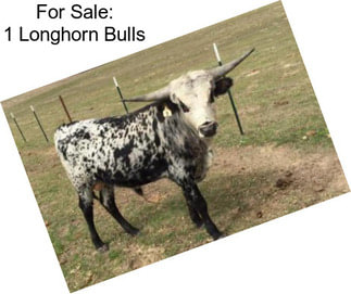 For Sale: 1 Longhorn Bulls