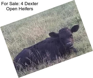 For Sale: 4 Dexter Open Heifers