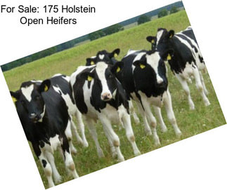 For Sale: 175 Holstein Open Heifers