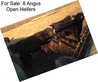 For Sale: 8 Angus Open Heifers