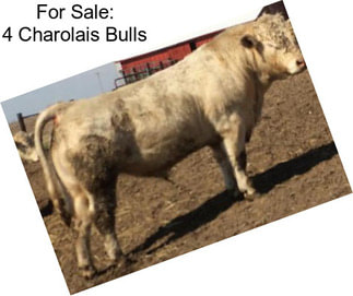 For Sale: 4 Charolais Bulls