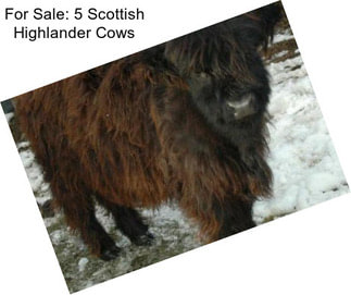 For Sale: 5 Scottish Highlander Cows