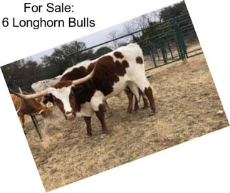 For Sale: 6 Longhorn Bulls