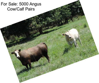 For Sale: 5000 Angus Cow/Calf Pairs