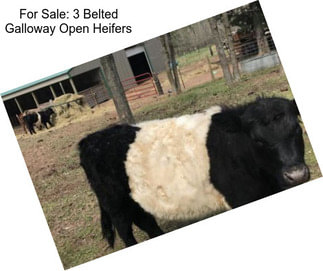 For Sale: 3 Belted Galloway Open Heifers