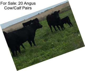 For Sale: 20 Angus Cow/Calf Pairs