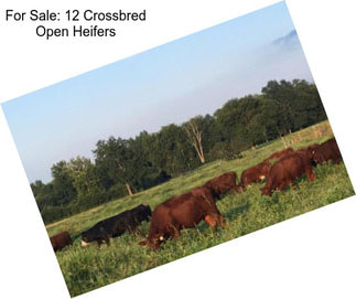 For Sale: 12 Crossbred Open Heifers