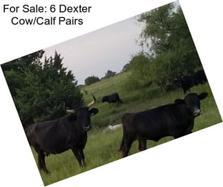 For Sale: 6 Dexter Cow/Calf Pairs