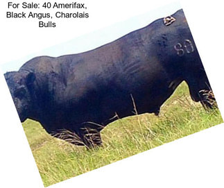 For Sale: 40 Amerifax, Black Angus, Charolais Bulls