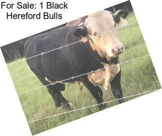 For Sale: 1 Black Hereford Bulls