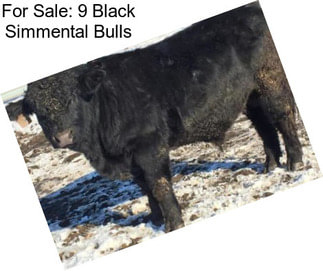 For Sale: 9 Black Simmental Bulls