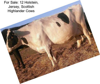 For Sale: 12 Holstein, Jersey, Scottish Highlander Cows