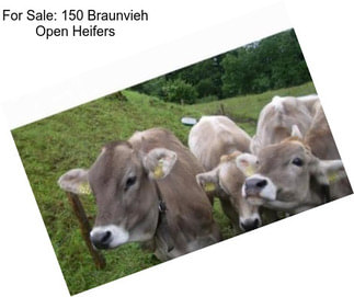 For Sale: 150 Braunvieh Open Heifers