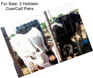 For Sale: 2 Holstein Cow/Calf Pairs