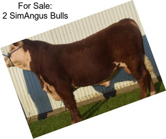 For Sale: 2 SimAngus Bulls