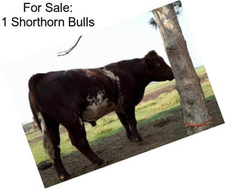 For Sale: 1 Shorthorn Bulls