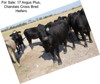 For Sale: 17 Angus Plus, Charolais Cross Bred Heifers