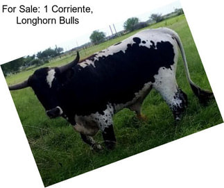 For Sale: 1 Corriente, Longhorn Bulls