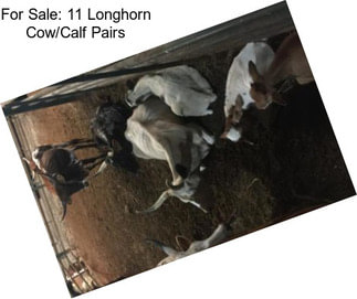 For Sale: 11 Longhorn Cow/Calf Pairs