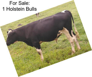 For Sale: 1 Holstein Bulls