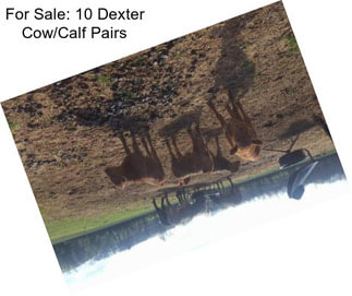 For Sale: 10 Dexter Cow/Calf Pairs